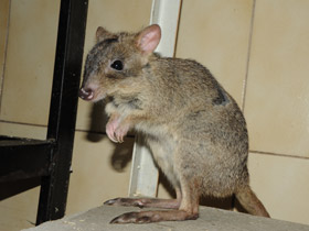 Фото Карликовый кенгуру