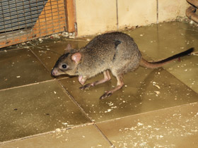 Фото Карликовый кенгуру