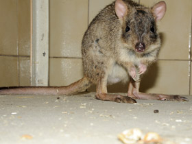 Фото Карликовый кенгуру