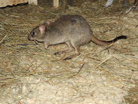 Фото Карликовый кенгуру