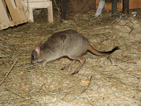 Фото Карликовый кенгуру