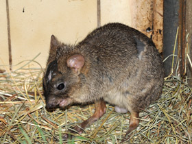 Фото Карликовый кенгуру