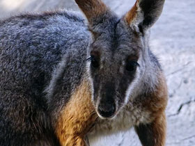 Фото Кольцехвостый кенгуру