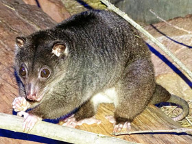 Смотреть фото Одноцветный опоссум Фото Одноцветный опоссум