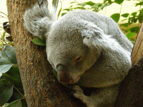 Фото Коала