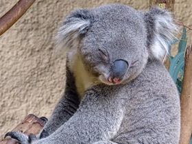 Фото Коала