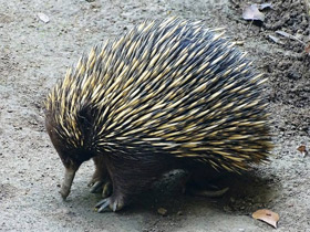Австралийская ехидна Австралийская ехидна