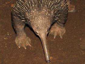 Смотреть фото Проехидна Бруийна Фото Проехидна Бруийна