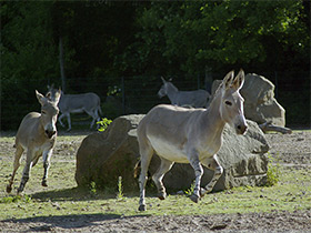 Фото Сомалийский осёл