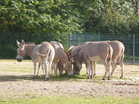 Фото Сомалийский осёл