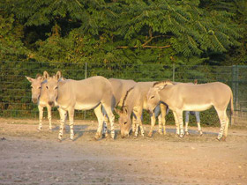 Фото Сомалийский осёл