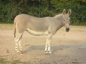 Фото Сомалийский осёл