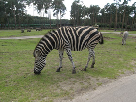 Фото Бурчеллова зебра