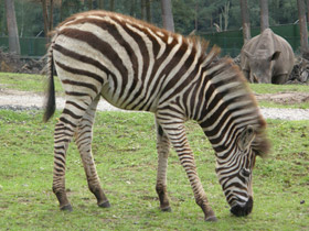Фото Бурчеллова зебра