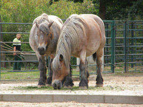 Смотреть фото Домашние лошади Фото Домашние лошади