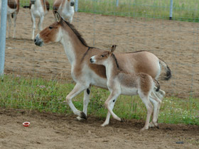 Смотреть фото Кианг Фото Кианг