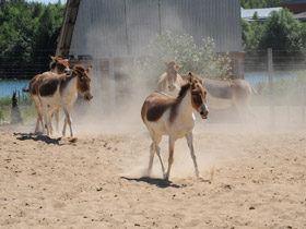 Смотреть фото Кианг Фото Кианг