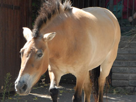 Фото Лошадь Пржевальского