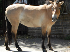 Фото Лошадь Пржевальского