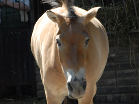 Фото Лошадь Пржевальского