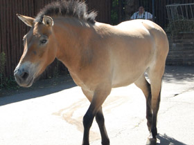 Фото Лошадь Пржевальского