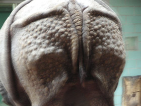 Фото Индийский, или панцирный носорог