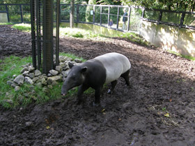 Фото Чепрачный тапир