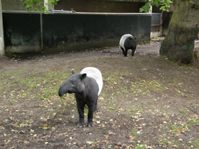 Фото Чепрачный тапир