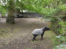 Фото Чепрачный тапир