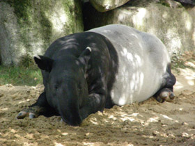 Фото Чепрачный тапир
