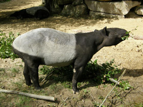 Фото Чепрачный тапир