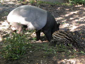 Фото Чепрачный тапир
