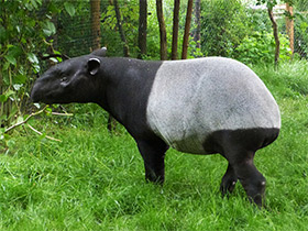 Фото Чепрачный тапир