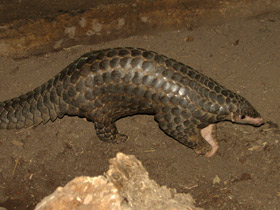 Смотреть фото Китайский панголин Фото Китайский панголин