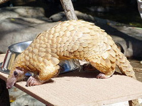 Смотреть фото Белобрюхий ящер Фото Белобрюхий ящер