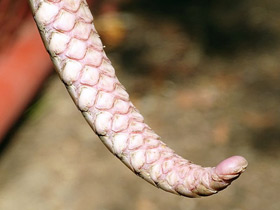 Смотреть фото Белобрюхий ящер Фото Белобрюхий ящер