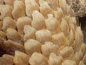 Смотреть фото Белобрюхий ящер Фото Белобрюхий ящер