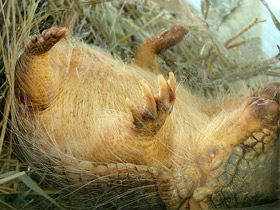 Фото Длинноволосый броненосец