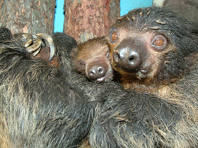 Фото Двупалый ленивец