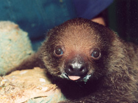 Фото Двупалый ленивец