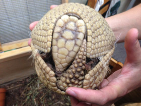 Фото Шаровидный броненосец