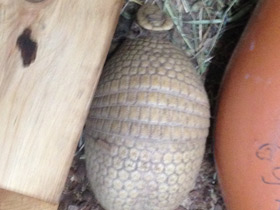 Фото Шаровидный броненосец