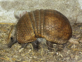 Фото Шаровидный броненосец