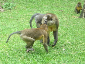 Фото Золотистый мангабей