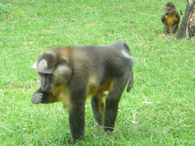 Фото Золотистый мангабей