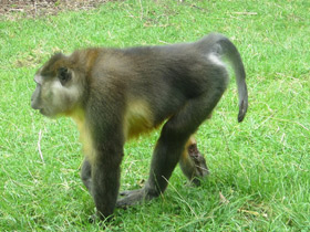 Фото Золотистый мангабей