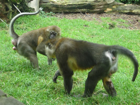 Фото Золотистый мангабей