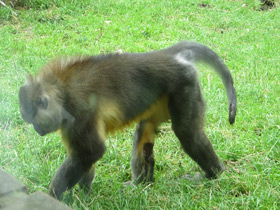 Фото Золотистый мангабей