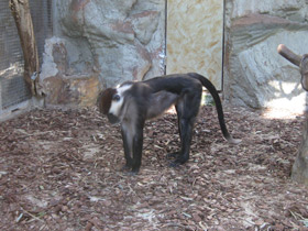 Смотреть фото Красноголовый мангобей Фото Красноголовый мангобей