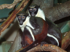 Фото Мартышка-диана